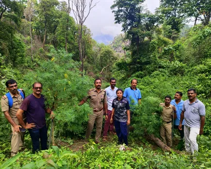 canaby plant distroyed