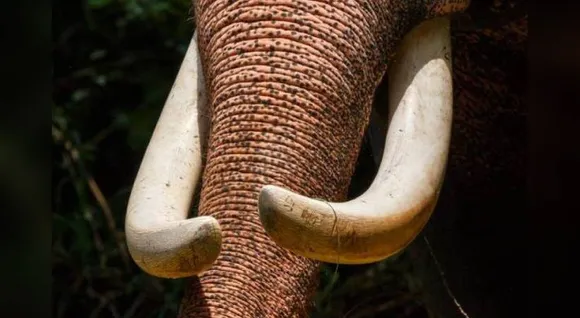 elephant-attbback.jpg