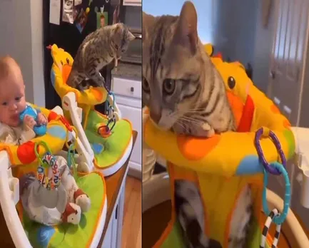 cat on pram.jpg