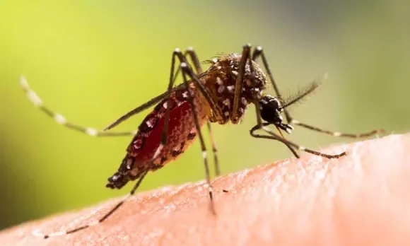 1421629-dengue.webp