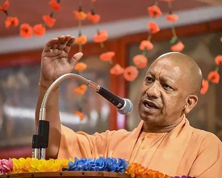 yogi
