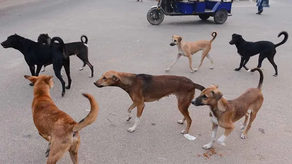 street dogs1