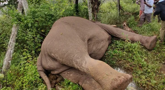 elephant-wayanad