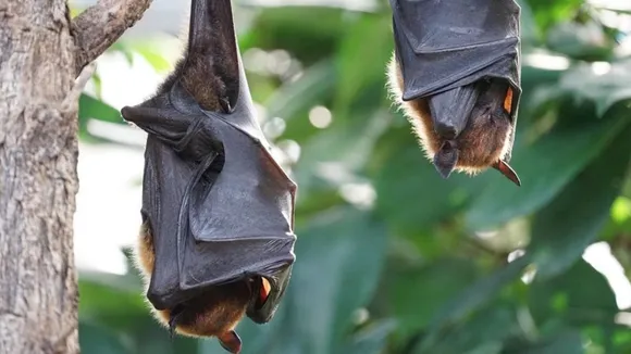 nipah