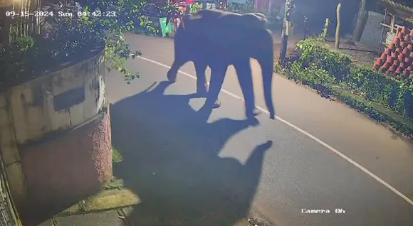 wild-elephanteeeeee