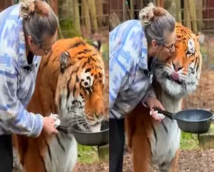 tiger love women1.jpg