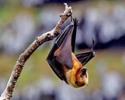 nipah mammals