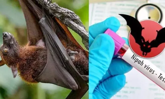 2067523-nipah-5676.webp