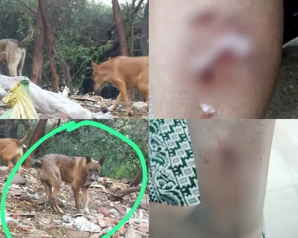 gog bite