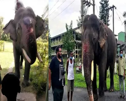 bijuli elephant.