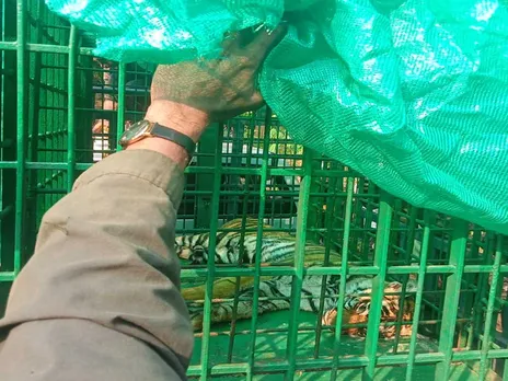 TIGER.jpg