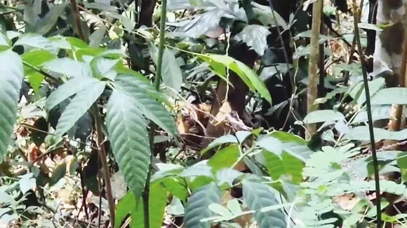 tiger spotted (1).jpg