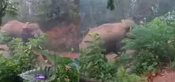 elephantt