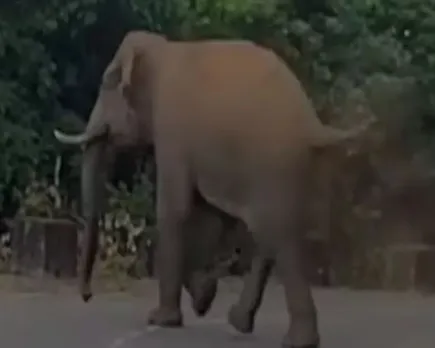 ulickal elephant