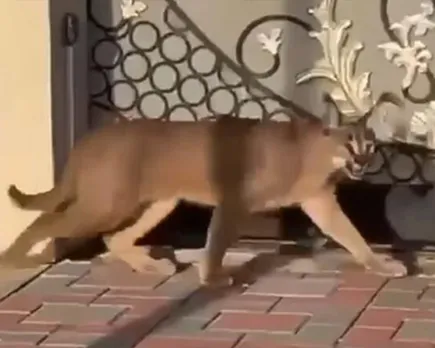 fujairah-rare-wild-cat-spotted-roaming-residential-area