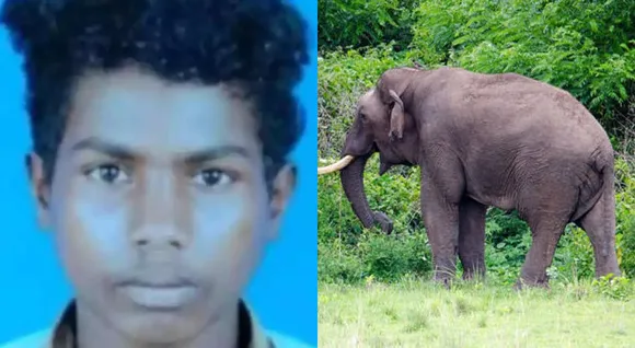 Student-seriously-injured-in-Elephant-attack.jpg