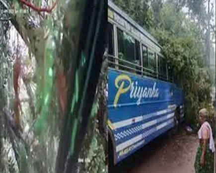 bus tree kannur.jpg