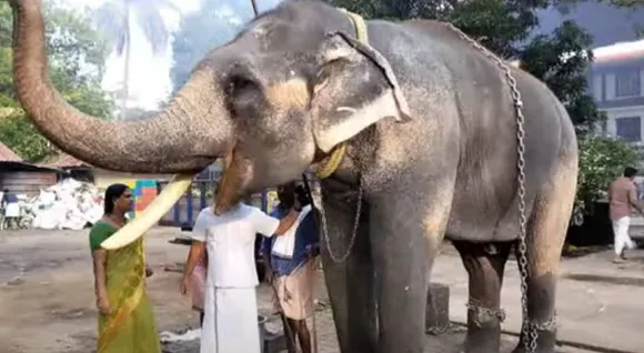 elephant