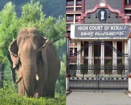 elephant high court.jpg