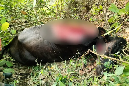 leopard attacked cow