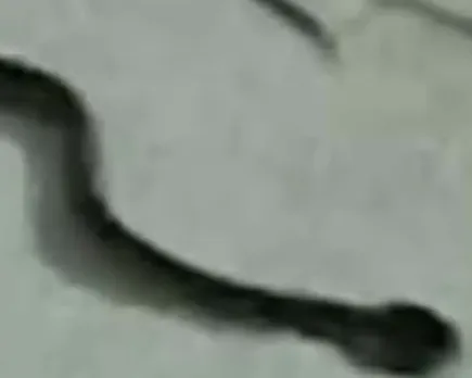 snake manjery