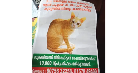 CAT POSTER