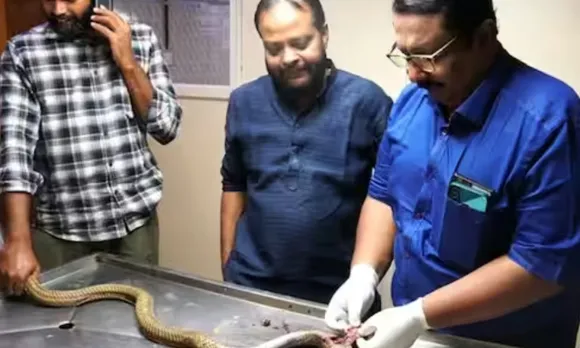 snake surgery.jpg