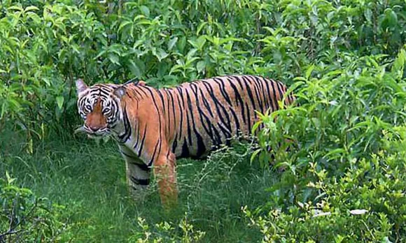 batheri tiger.jpg