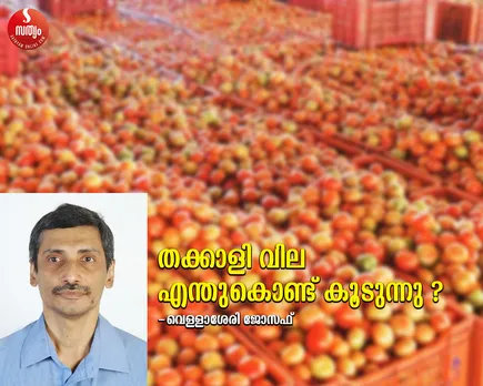 tomato price hike