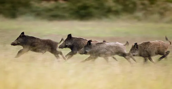 wild bore gang