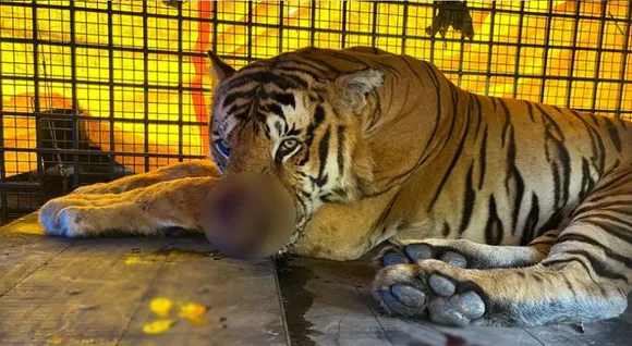 tiger