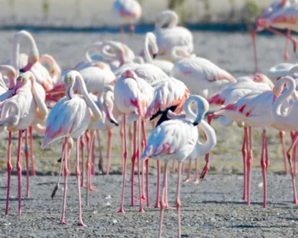 flamingos-in-ras-al-khaimah