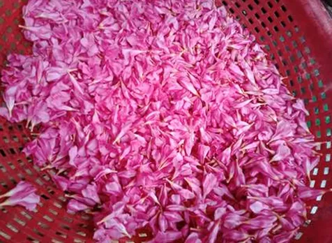 arali flower