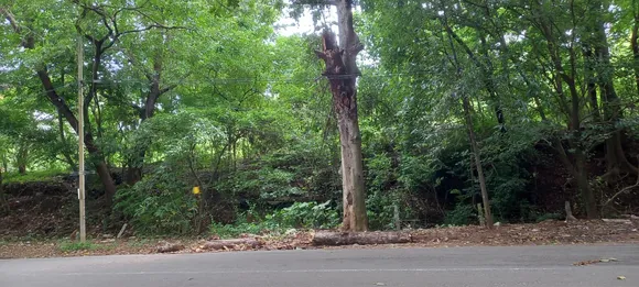 മലമ്പുഴ - കഞ്ചിക്കോട് റോഡിൽ അപകടം ഒളിപ്പിച്ച മരക്കൊമ്പ് ഒടിഞ്ഞു വീണു; രാത്രിയായതിനാൽ വൻ അപകടം ഒഴിവായി