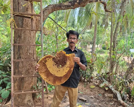wild bee comb removed