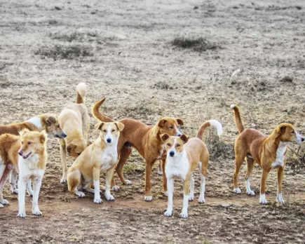 dog abudabi