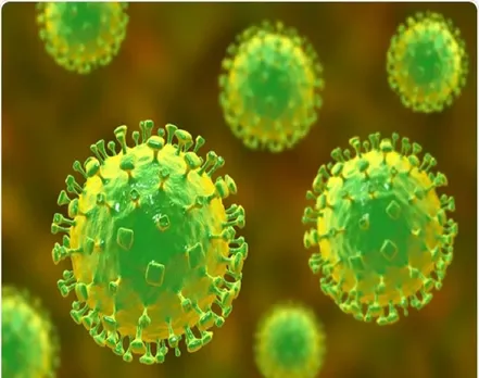 nipah virus 1