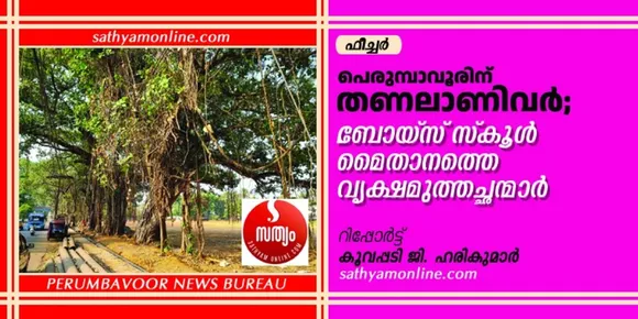 perumbavoor tree