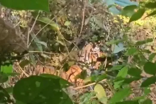 tiger at kannur
