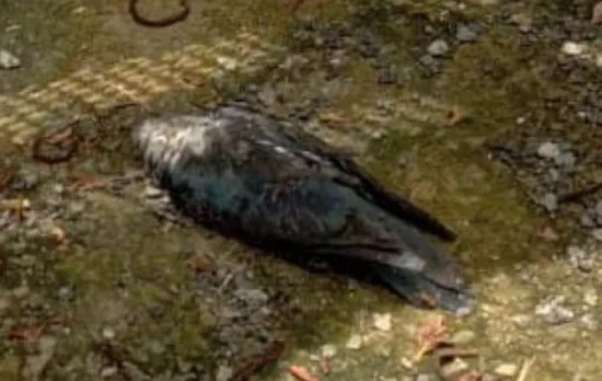 bird Untitledkalla.jpg