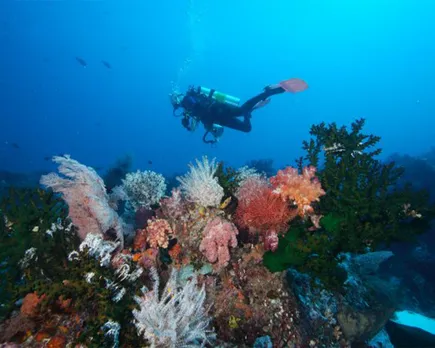 coral-reefs