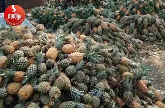 pinapple market vazhakkulam