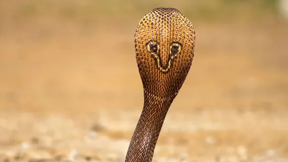 cobra1
