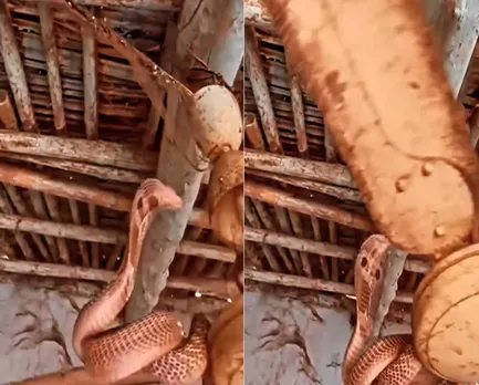 king cobra.jpg