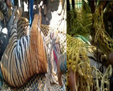 tiger kottiyoor.jpg