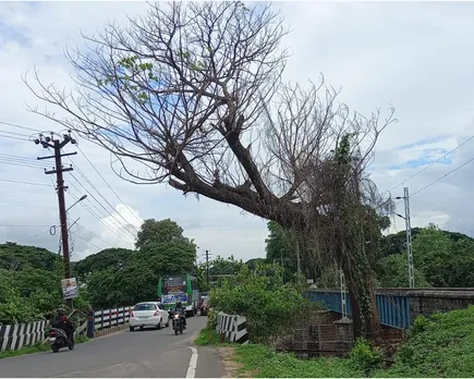 tree in dangerous condition