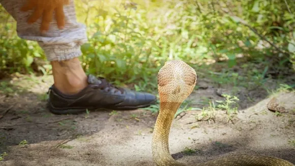 snake Untitledni