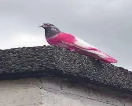 pink_pegion