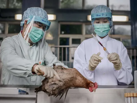 h5n1 bird flu1.jpg