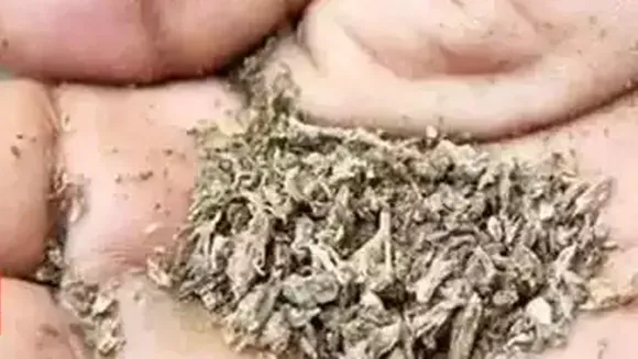 kanja